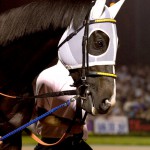 06/06/28　第5回　大井競馬　4日目 第29回 帝王賞（ＧＩ）（Ｇ１）