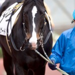 05/03/20　２回中山８日 ４Ｒ障害４歳以上未勝利